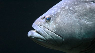 Karanlık sularda yüzen büyük bir balığın yüzüne yakından bakın.