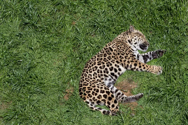 Jaguar Panthera Onca Doarme Iarbă Verde — Fotografie, imagine de stoc