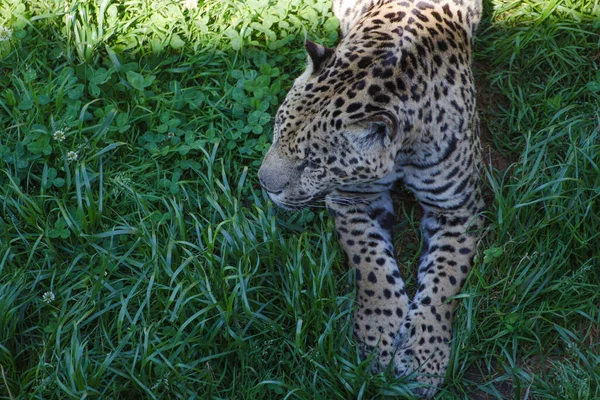Zenithal Uitzicht Een Jaguar Panthera Onca Liggend Het Gras Aan — Stockfoto