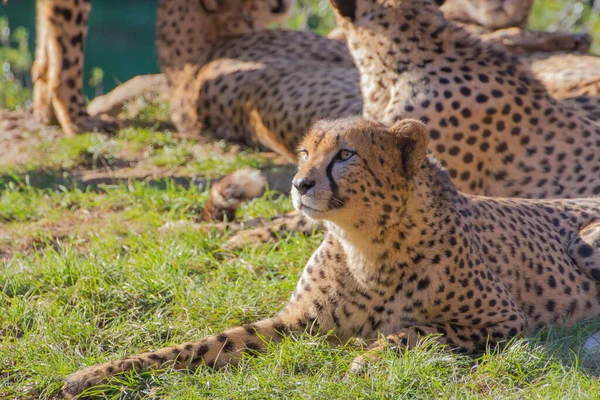 Ritratto Bellissimo Ghepardo Che Guarda Attentamente Qualcosa Catturato Sua Attenzione — Foto Stock