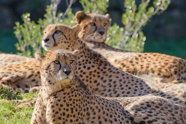 Gruppo Ghepardi Che Riposano Sull Erba Guardano Intorno — Foto Stock