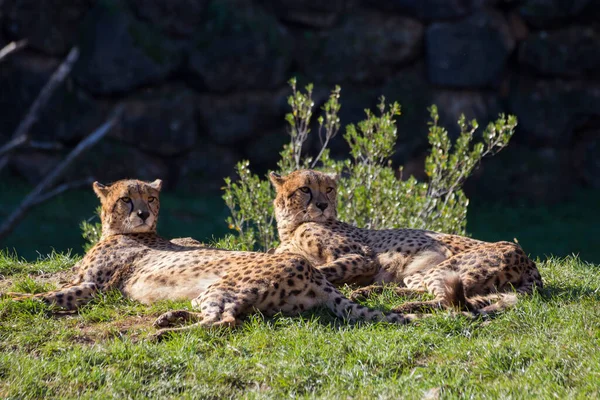 Portret Van Twee Cheeta Die Het Gras Liggen Zijn Dezelfde — Stockfoto