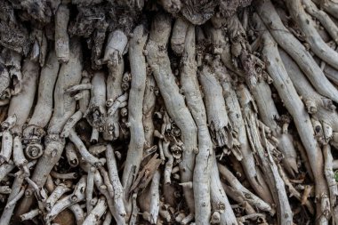 Kuru ağaç kökleri karışımı. Doku. Arkaplan