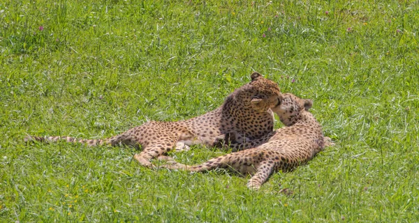 Twee Cheeta Acinonyx Jubatus Zoenen Mond Terwijl Het Gras Liggen — Stockfoto