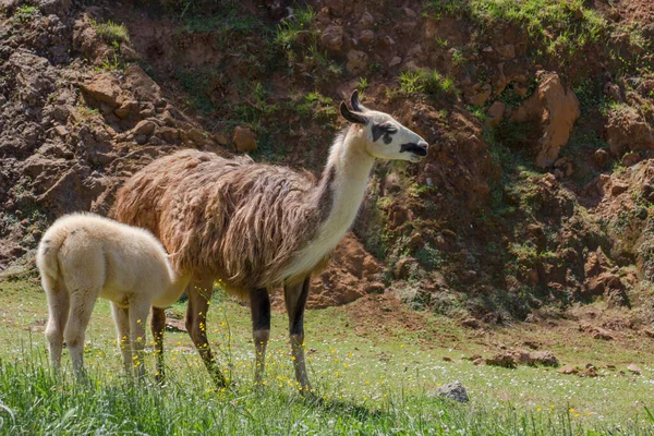 Llama Lama Glama Amamantando Ternero Larga Lana Madre Oculta Completamente — Foto de Stock