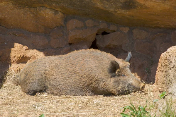 Jabalí Sus Scrofa Acostado Sobre Paja Protegido Por Muro Piedra — Foto de Stock