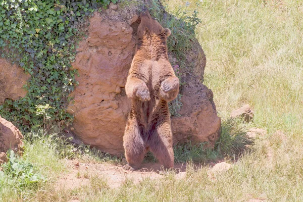 Бурый Медведь Ursus Arctos Стоит Задних Ногах Чешет Спину Камнем — стоковое фото