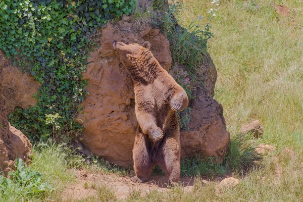 Braunbär Ursus Arctos Steht Auf Seinen Hinterbeinen Und Kratzt Sich — Stockfoto