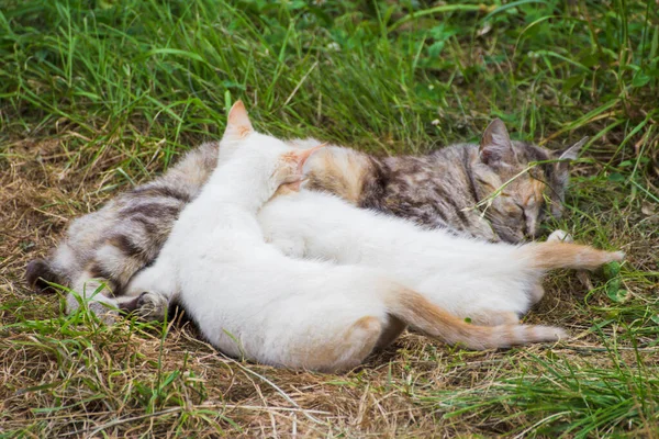 Mãe Gato Deitado Grama Amamentando Dois Gatinhos Brancos — Fotografia de Stock