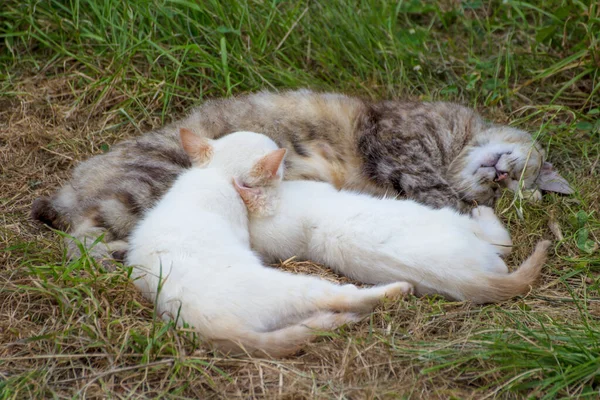Dois Gatinhos Chupando Leite Enquanto Mãe Gato Adormece — Fotografia de Stock