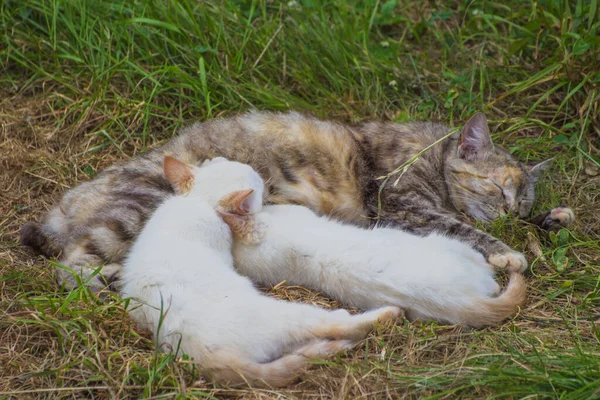猫妈妈在草地上喂她的两只白猫 — 图库照片