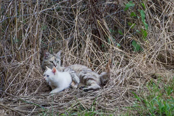 Mãe Gato Deitado Palha Enquanto Abraçando Seu Gatinho Algo Chamou — Fotografia de Stock