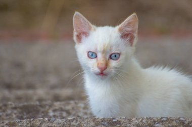 Dışarıdaki kameraya korkmuş beyaz bir kedi yavrusunun yakından görüntüsü.