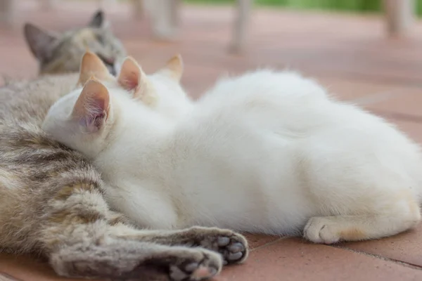 Dois Gatinhos Brancos Alimentando Leite Sua Mãe Livre — Fotografia de Stock