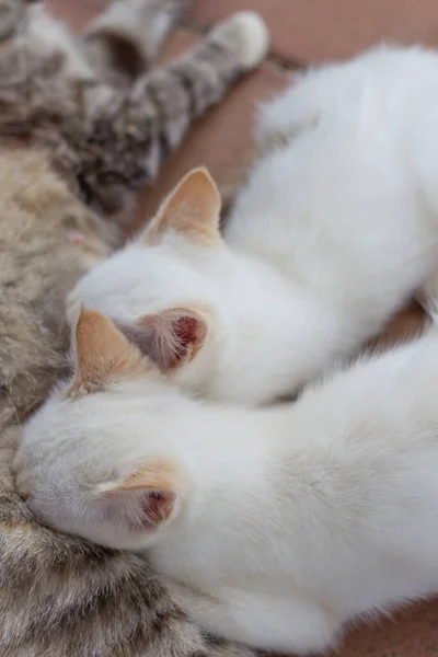 Deux Chatons Blancs Avec Son Visage Caché Dans Corps Mère — Photo