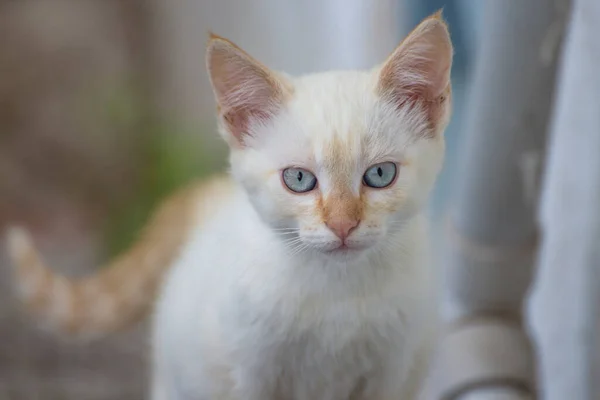 Vista Perto Gatinho Branco Com Belos Olhos Olhando Para Câmera — Fotografia de Stock