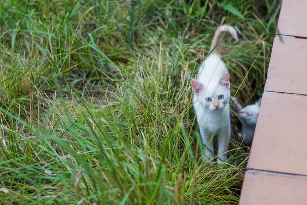 Gatinho Branco Curioso Grama Olhando Para Câmera Enquanto Seu Irmão — Fotografia de Stock