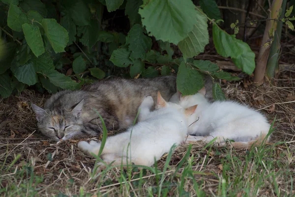 Dois Gatinhos Brancos Mamando Leite Sua Mãe Gato Estão Deitados — Fotografia de Stock