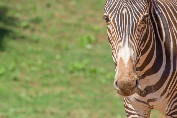 Вид Спереду Зебру Equus Grevy Природі — стокове фото