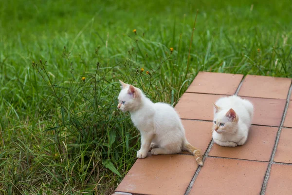 房子门廊上有两只白色的小猫 他们周围茂密的草地之间有什么东西引起了他们的注意 — 图库照片