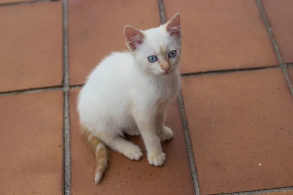 Gatinho Branco Com Belos Olhos Azuis Sentado Alpendre Uma Casa — Fotografia de Stock