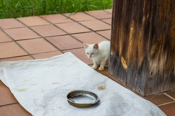Gatinho Branco Prato Comida Vazio Jovem Gato Está Sentado Varanda — Fotografia de Stock
