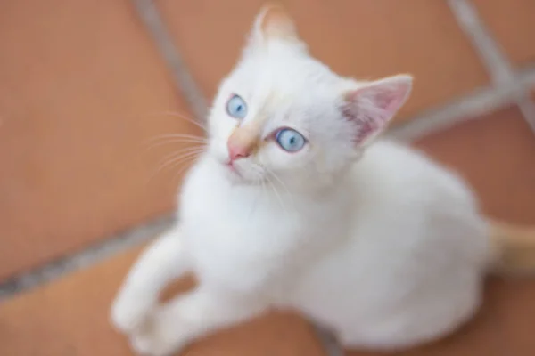 Olhar Penetrante Gatinho Branco Com Belos Olhos Azuis — Fotografia de Stock