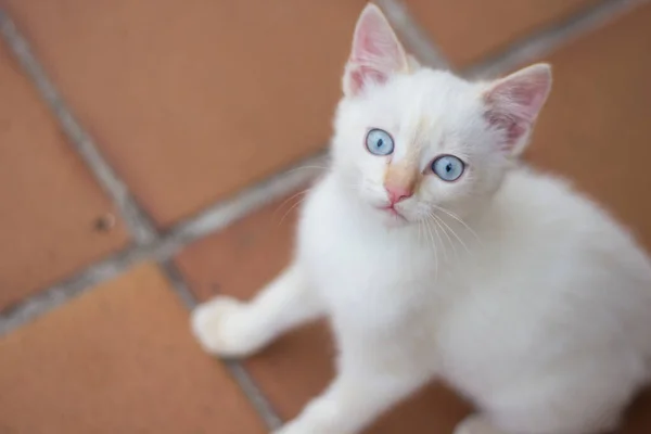 有一双漂亮蓝眼睛的小白猫 看上去很害怕 — 图库照片
