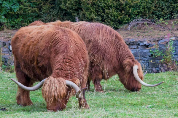 Highland Cattle Bos Taurus Hairy Cows Grazing Meadow — Stock Photo, Image
