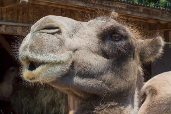 Vista Cerca Cara Camello Bactriano Camelus Bactrianus — Foto de Stock