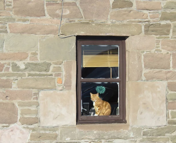 Cat looking out the window of a stone house