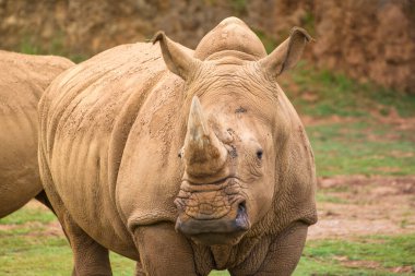 Kameraya bakan beyaz gergedanın (Ceratotherium simum) ön görüntüsü