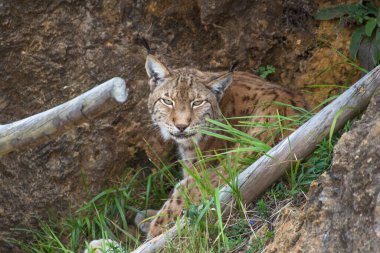 Luchs (Lynx vaşak) bir kayanın üzerinde kameraya bakıyor.