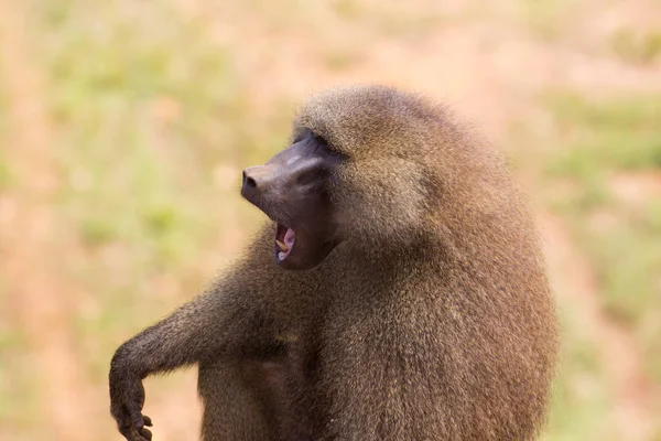 Portrait Male Baboon Papio Open Mouth — Stock Photo, Image