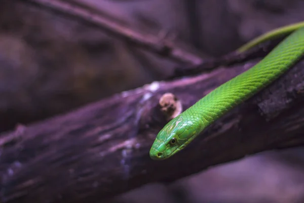 Nahaufnahme Der Grünen Schlange Auf Einem Ast — Stockfoto