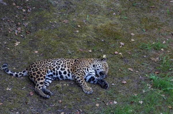 Jaguar Panthera Onca Dormindo Pacificamente Grama — Fotografia de Stock