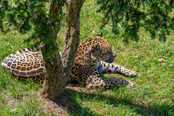 Jaguar Panthera Onca Culcat Iarba Lângă Copac — Fotografie, imagine de stoc