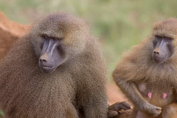 Couple Male Female Baboons Pappio Facing Same Side — Stock Photo, Image