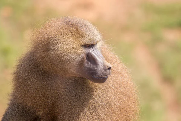 Vue Rapprochée Babouin Mâle Papio Regardant Sur Côté — Photo