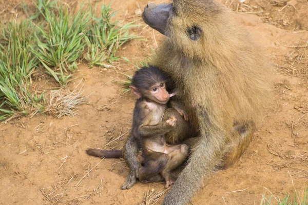 Delicado Babuíno Baía Papio Chupando Mamilo Sua Mãe — Fotografia de Stock