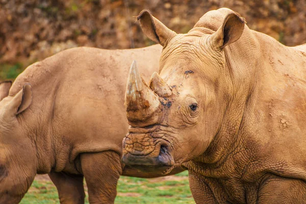 Bílý Nosorožec Ceratotherium Simum Zastrašujícím Pohledem — Stock fotografie