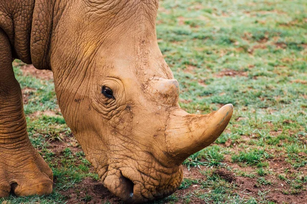 Close Vista Rinoceronte Branco Ceratotherium Simum Comendo Grama — Fotografia de Stock