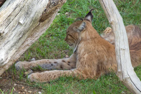 Lynx Lynx Lynx Sdraiato Sull Erba Accanto Tronco Albero — Foto Stock