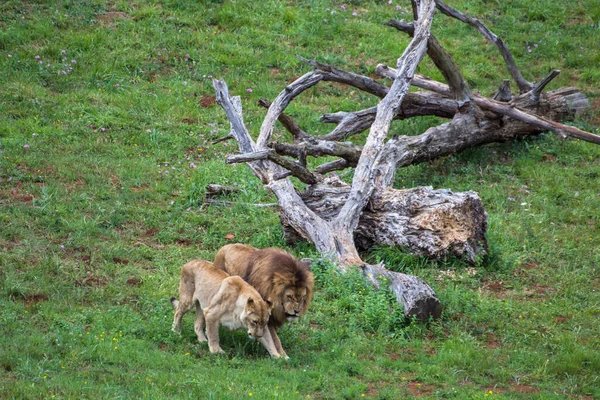 Leeuwen Panthera Leo Paar Man Vrouw Samen Het Gras Naast — Stockfoto