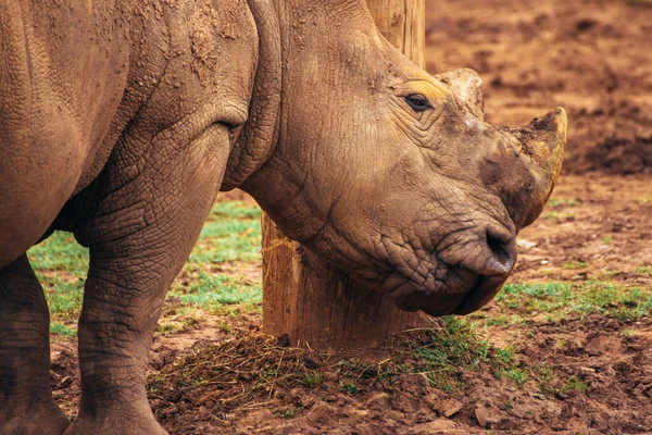 Retrato Rinoceronte Branco Ceratotherium Simum Esfregando Cabeça Contra Tronco — Fotografia de Stock