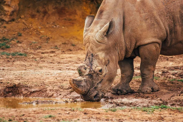 Retrato Rinoceronte Branco Ceratotherium Simum Água Potável Uma Poça Lama — Fotografia de Stock