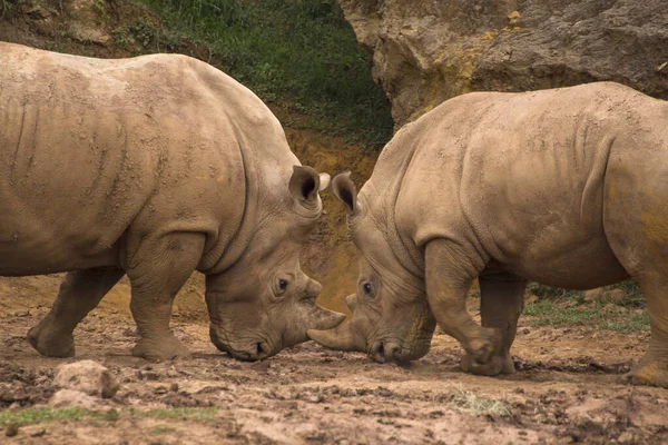 Két Fehér Orrszarvú Ceratotherium Sthe Szemtől Szemben Harcol Sárban — Stock Fotó