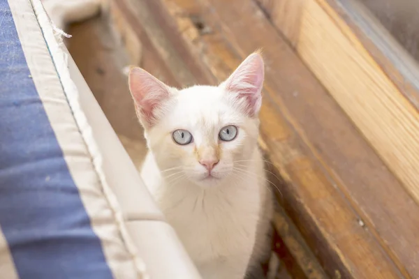 Jeune Chat Blanc Curieux Regardant Attentivement Est Tranquille Entre Hamac — Photo