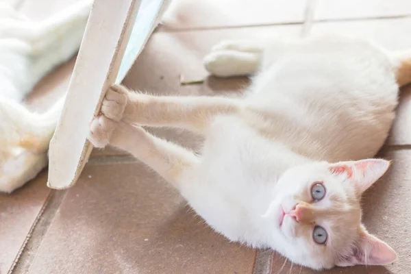 Engraçado Jovem Gato Deitado Chão Com Patas Dianteiras Encostadas Contra — Fotografia de Stock