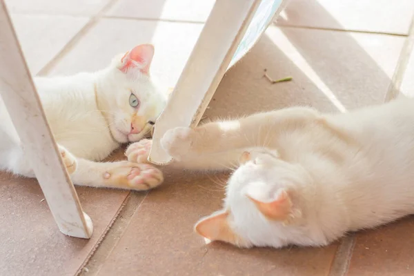 两只年轻的白猫躺在地板上互相玩耍 — 图库照片